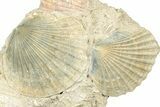 Fossil Marine Bivalve Mollusc Cluster - Gironde, France #302981-1